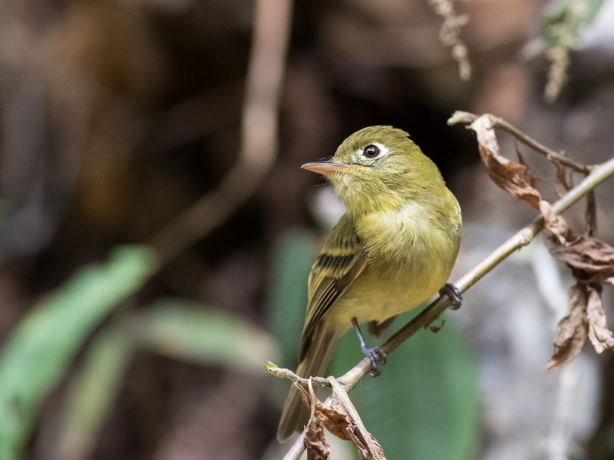 Yellowish Flycatcher - ML146132291