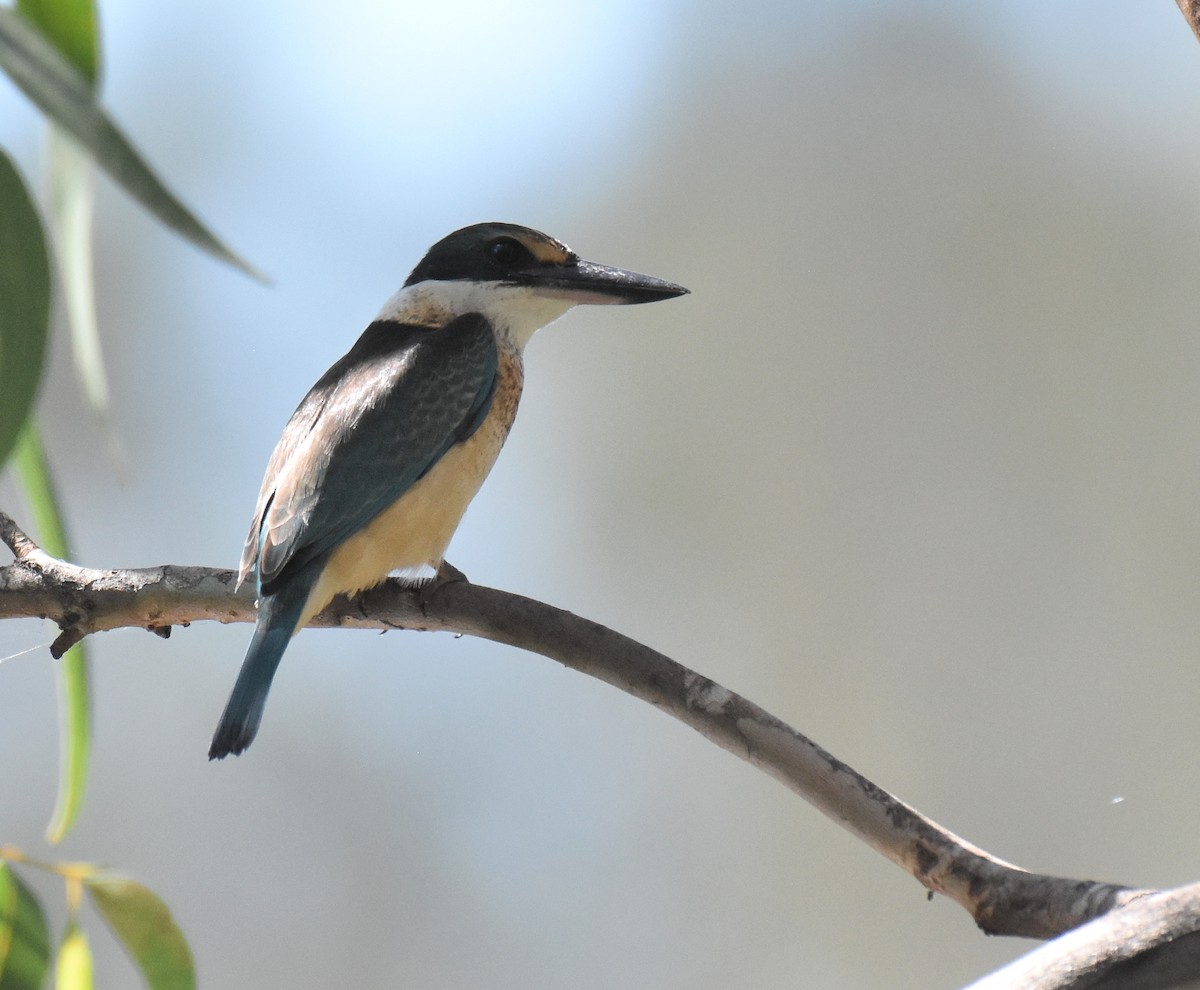 Sacred Kingfisher - ML146132321