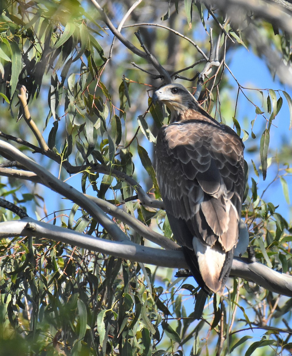 White-bellied Sea-Eagle - ML146132511