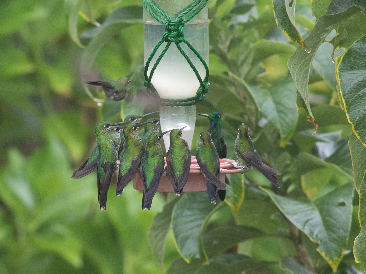 kolibřík subtropický - ML146134721