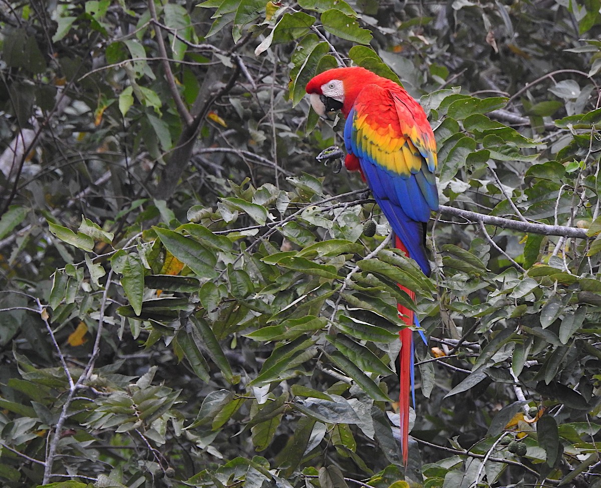 Scarlet Macaw - Ad Konings
