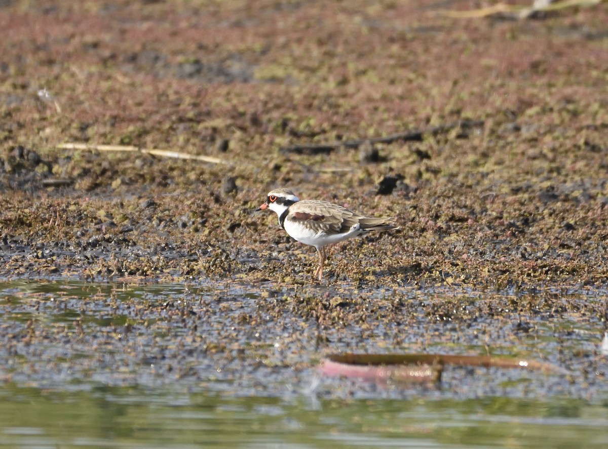 Black-fronted Dotterel - Ken Crawley