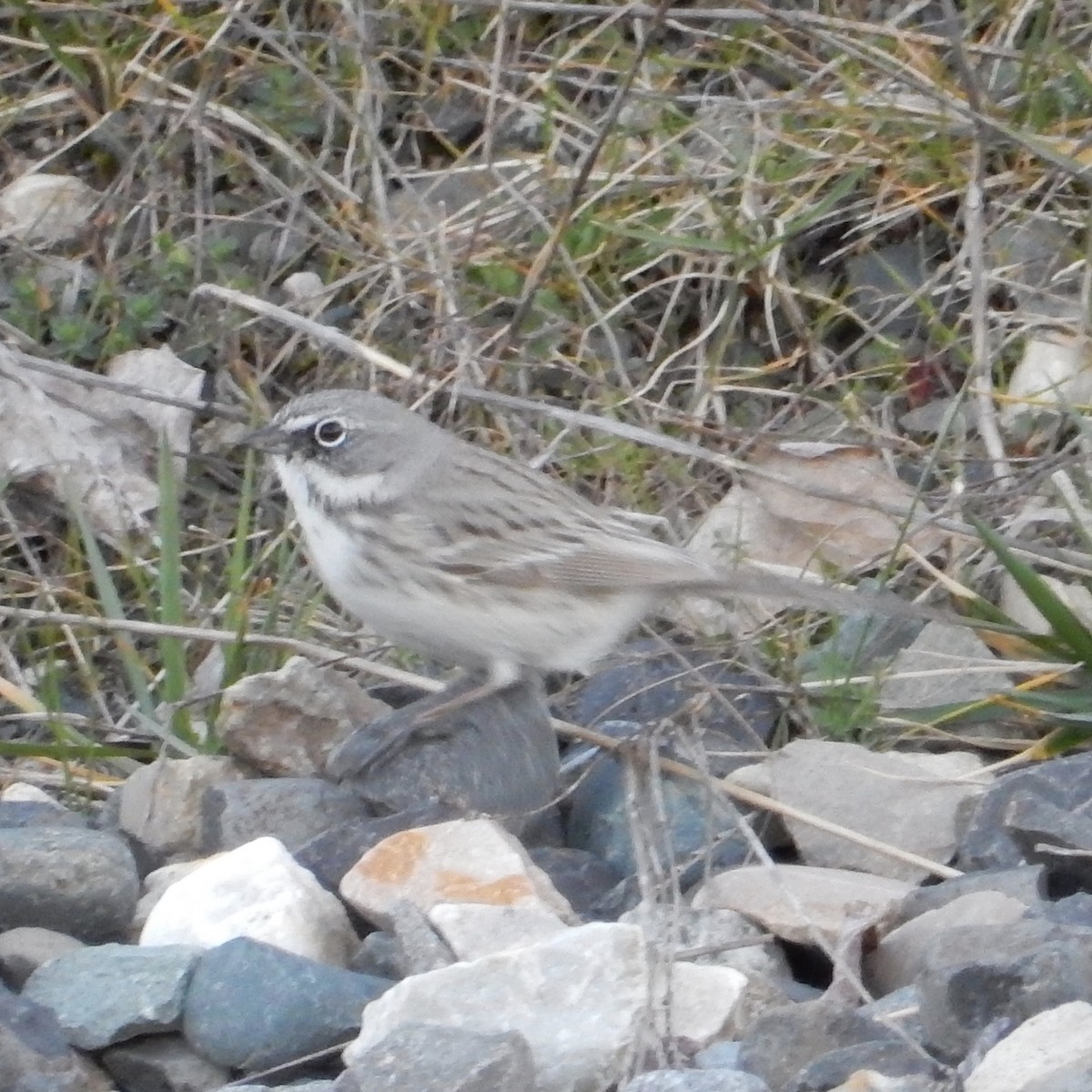 Sagebrush Sparrow - ML146139181