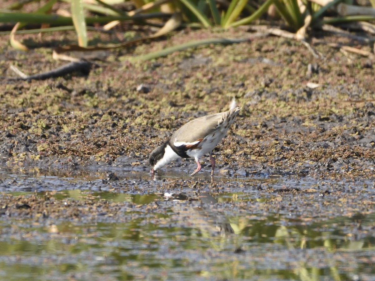 Black-fronted Dotterel - ML146139201