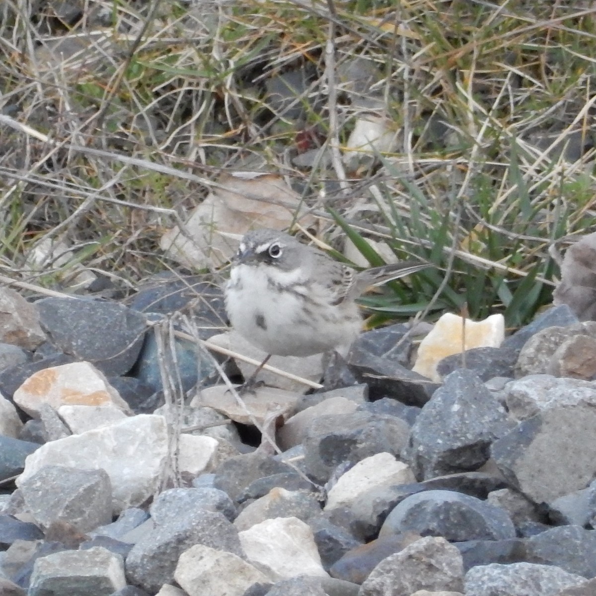 Sagebrush Sparrow - ML146139221