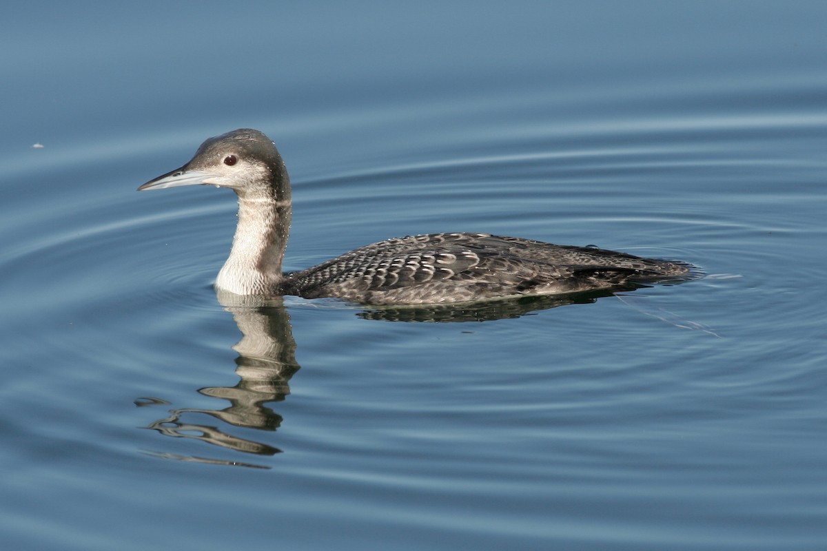 Pacific Loon - ML146139931