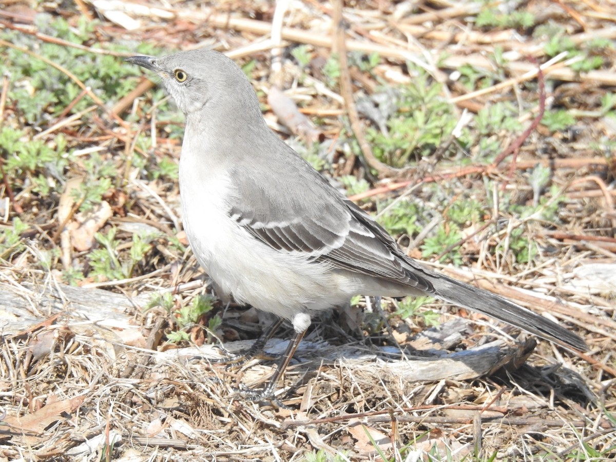 Northern Mockingbird - ML146140101