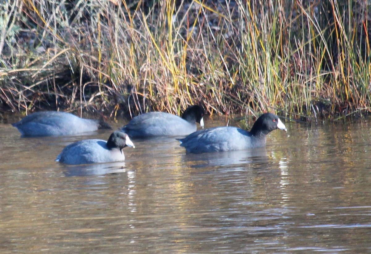 American Coot - Milton Vine