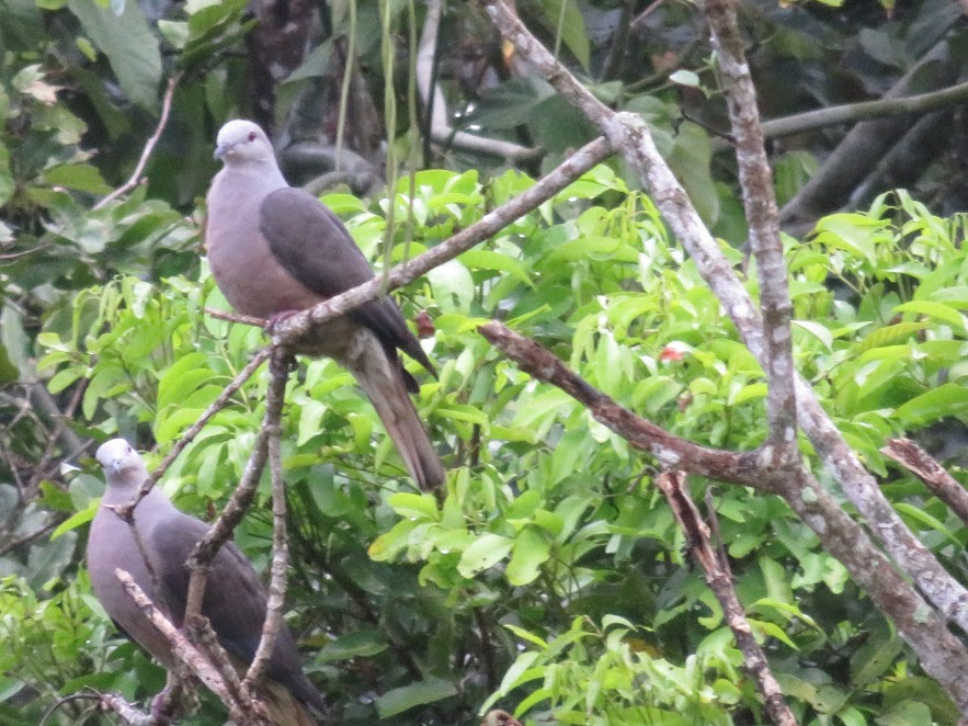 Peale's Imperial-Pigeon - ML146143161