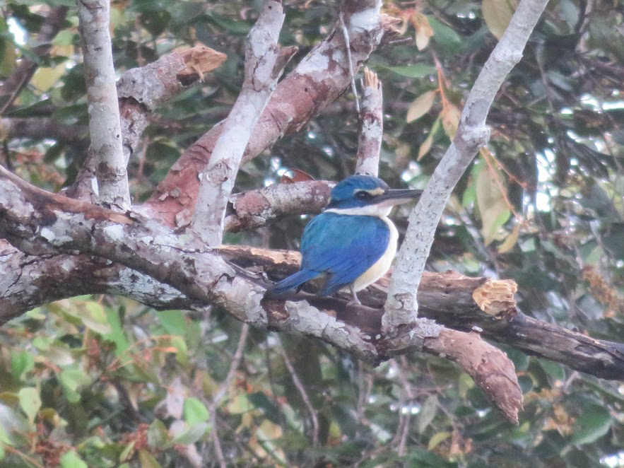 Pacific Kingfisher - ML146143311