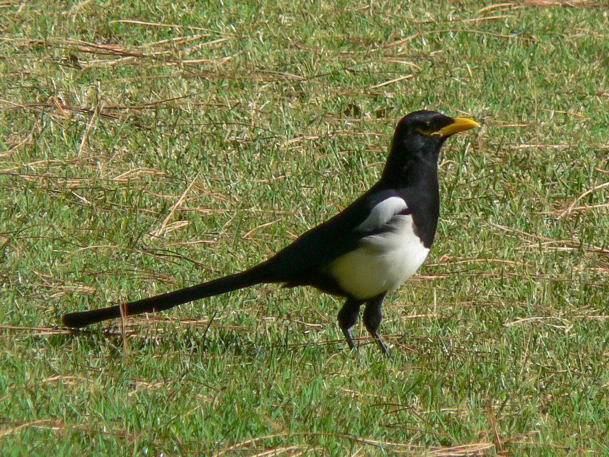 Yellow-billed Magpie - ML146144161
