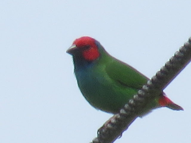 Fiji Parrotfinch - ML146144801