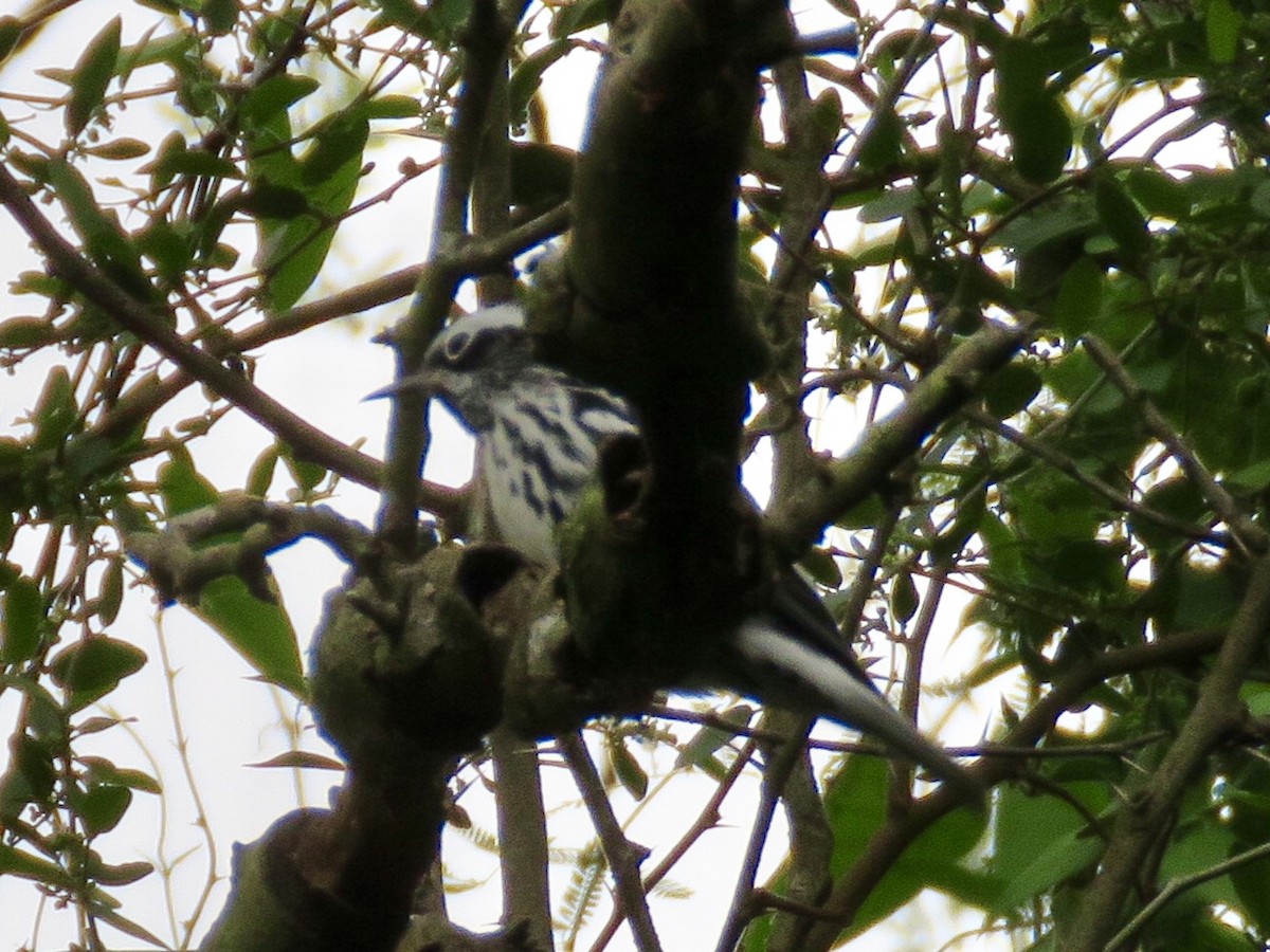 Black-and-white Warbler - ML146144841