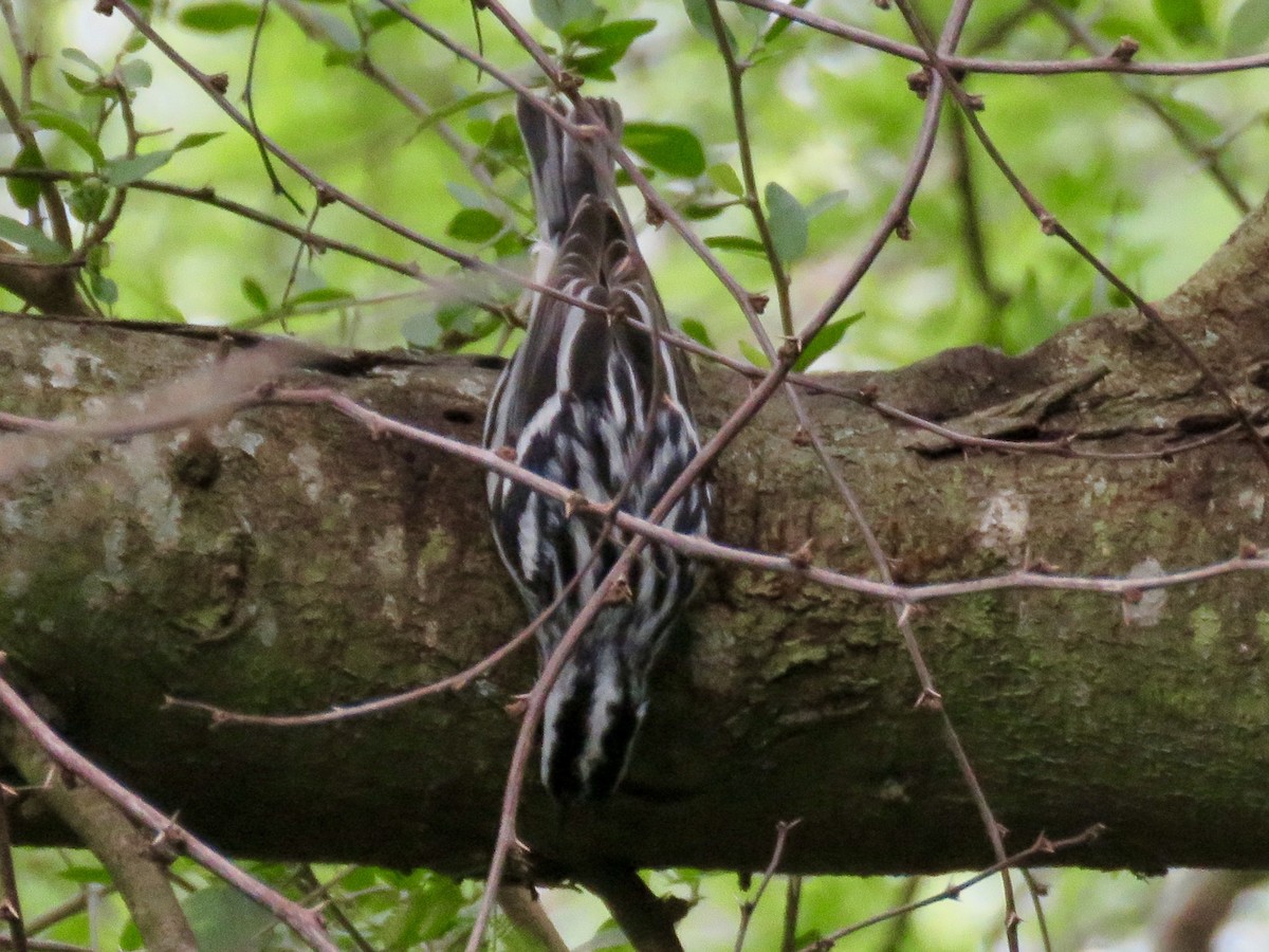 Black-and-white Warbler - ML146144851
