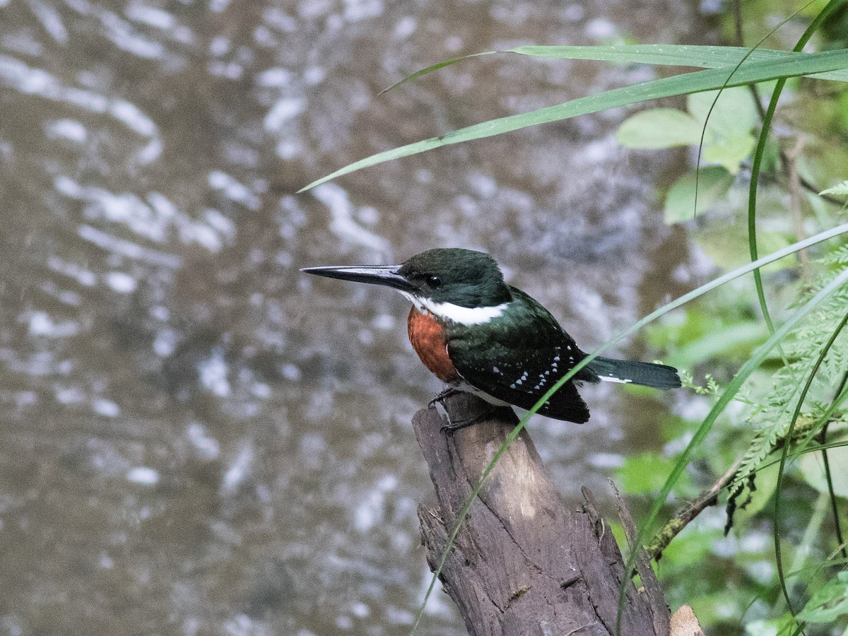 Green Kingfisher - matthew sabatine