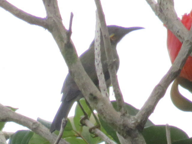 Northern Wattled-Honeyeater - ML146145351