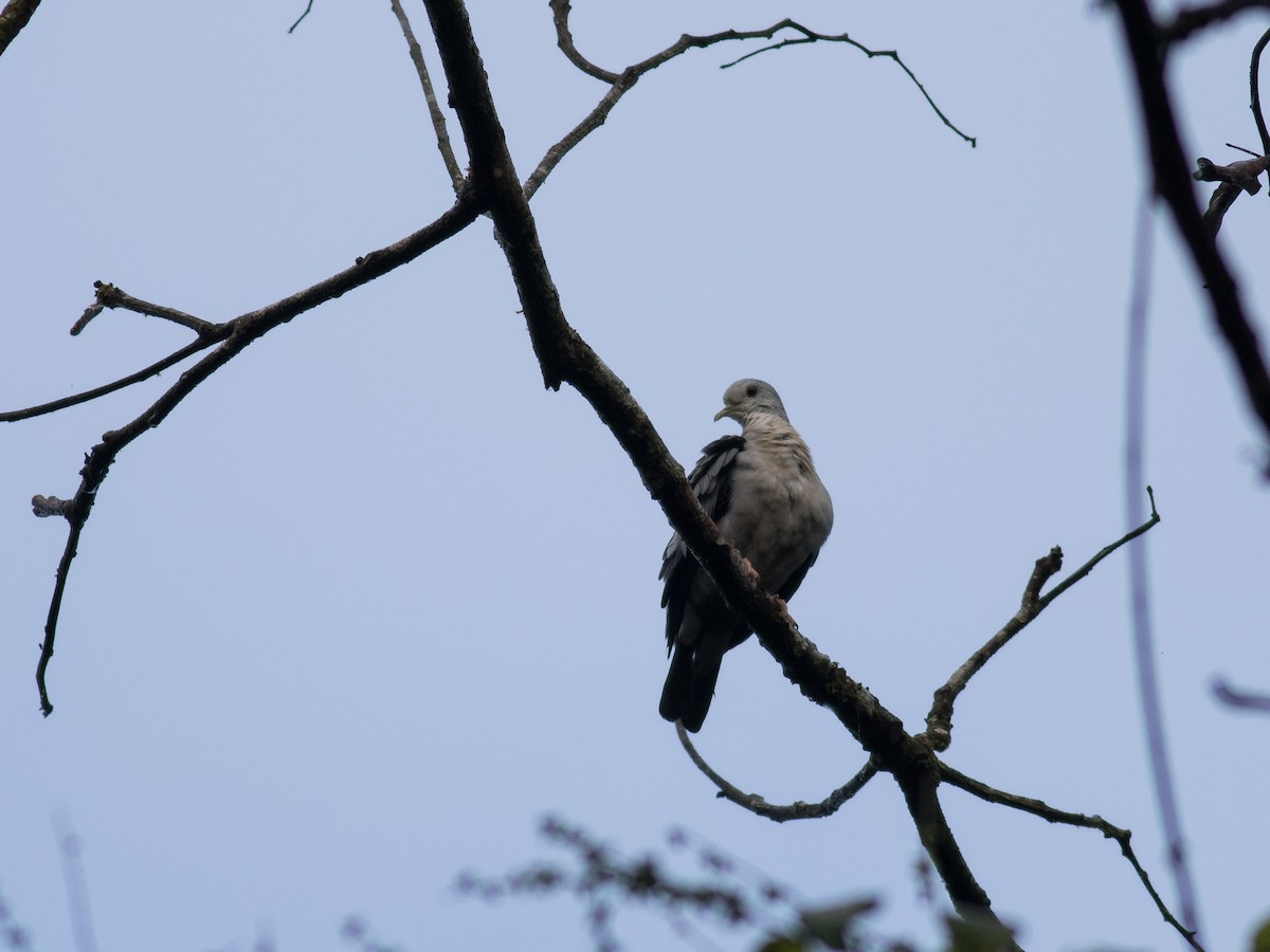 Blue Ground Dove - ML146146441