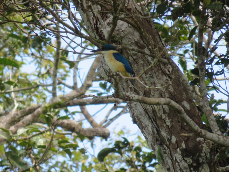 Pacific Kingfisher - ML146146561