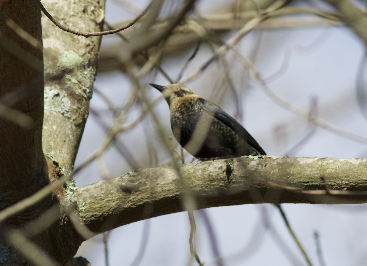 Rusty Blackbird - John Gluth