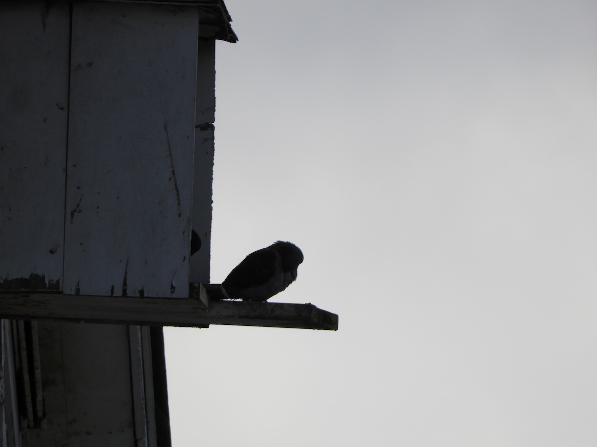 holub skalní (domácí) - ML146151841