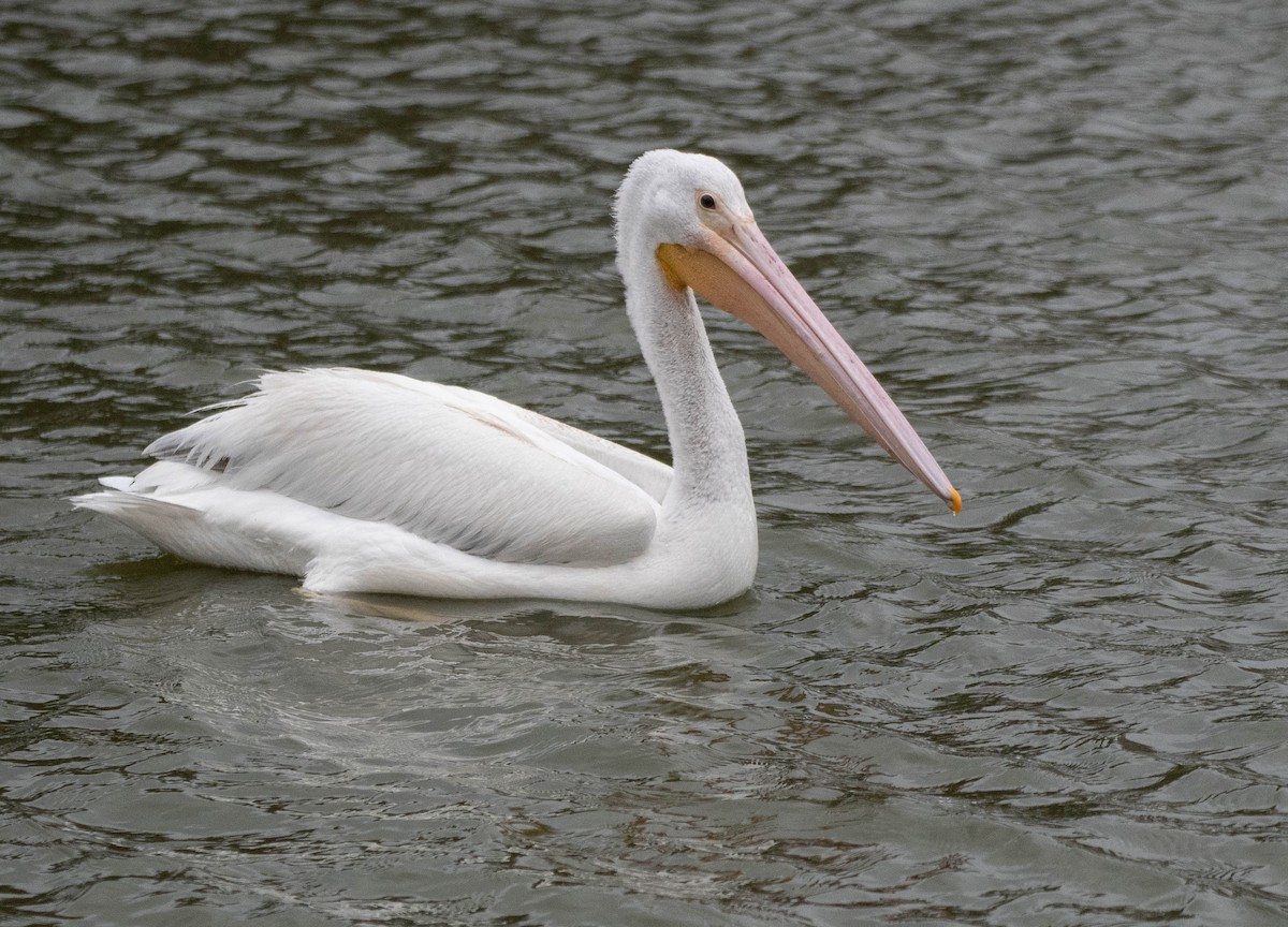 American White Pelican - Ryan Andrews