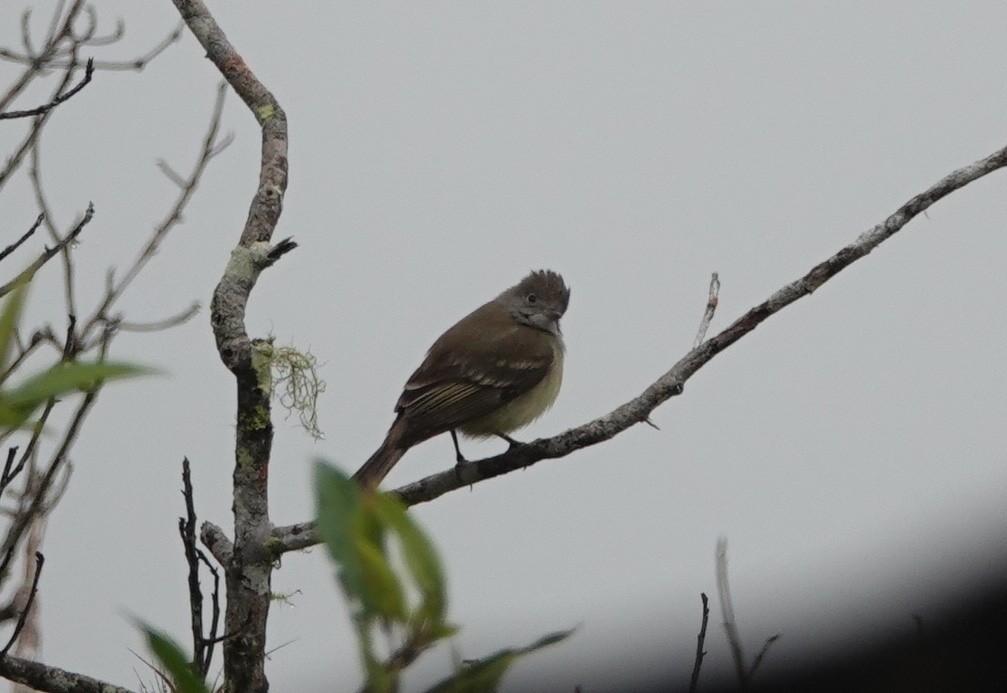 Yellow-bellied Elaenia - ML146153541