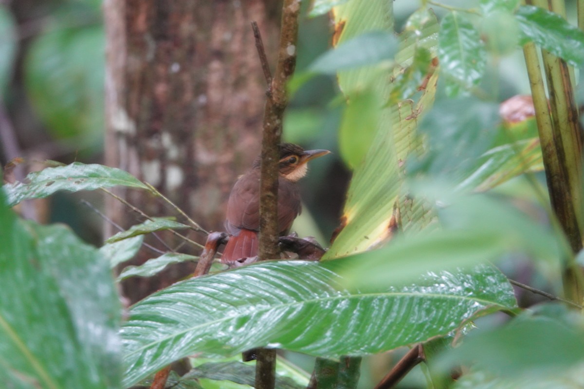 Fawn-throated Foliage-gleaner - ML146153591