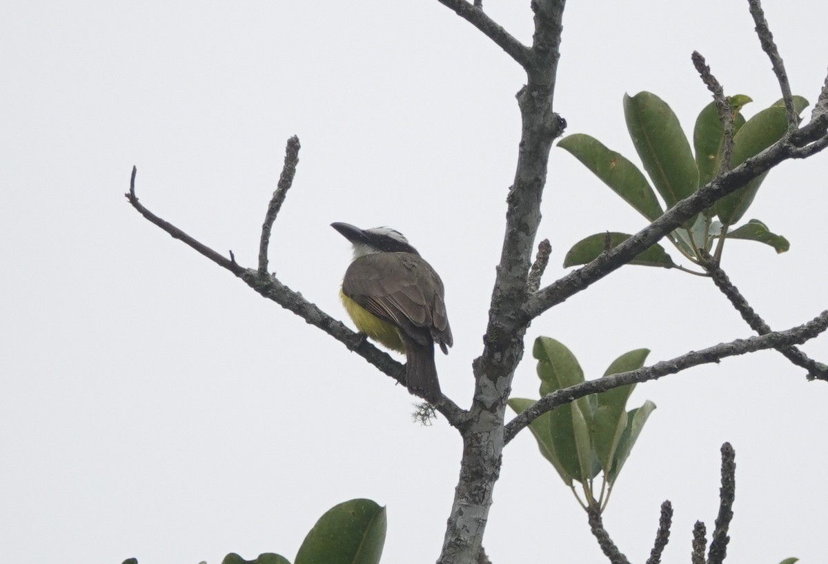 Boat-billed Flycatcher - ML146153751