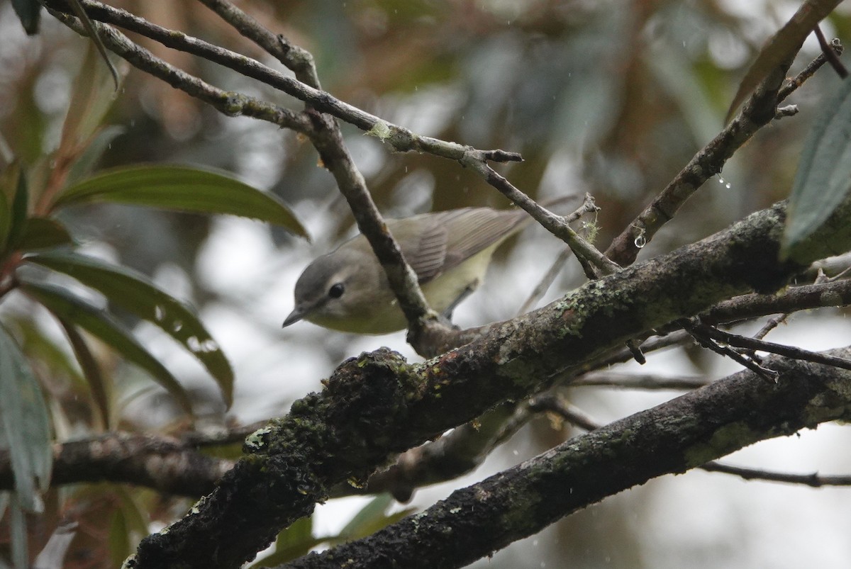 Philadelphia Vireo - ML146153951