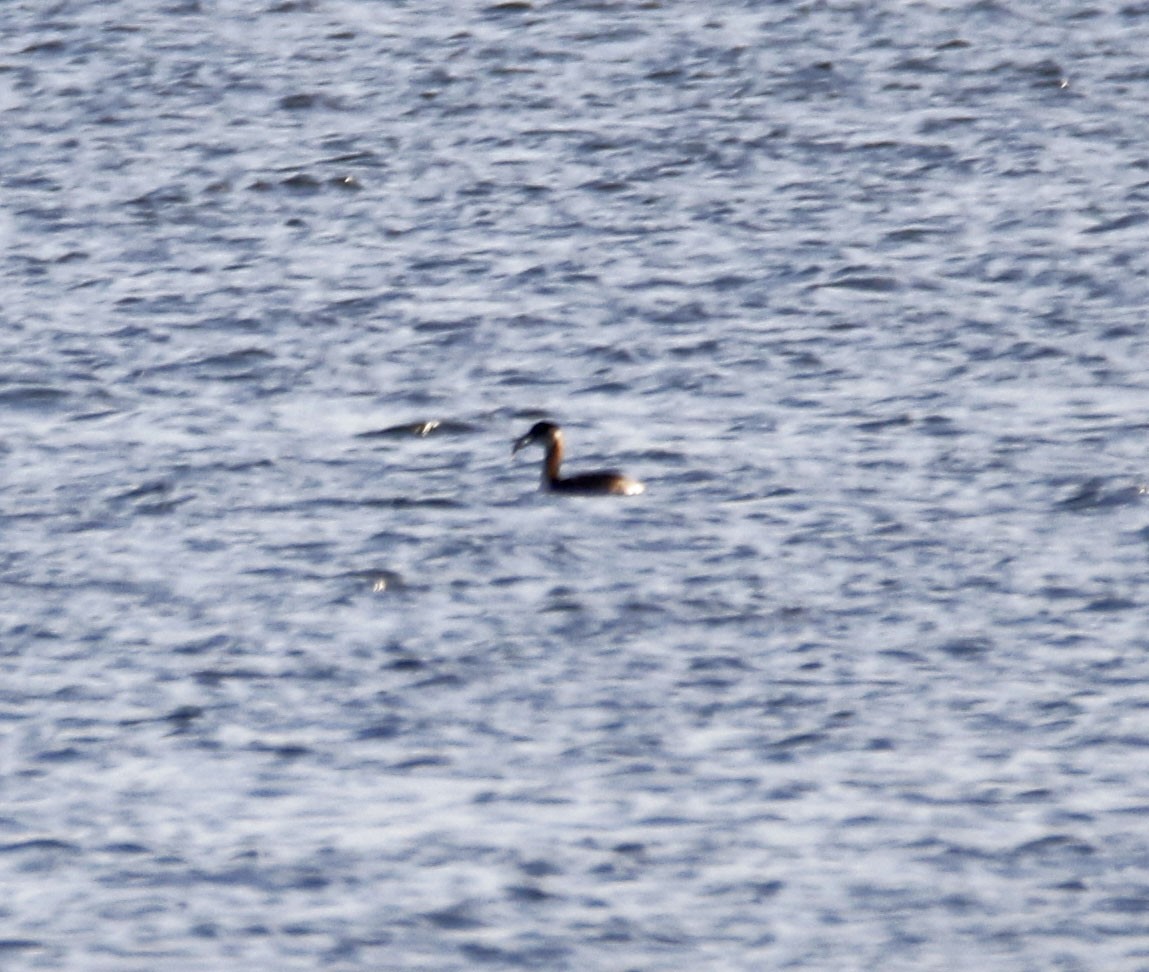 Red-necked Grebe - ML146153971