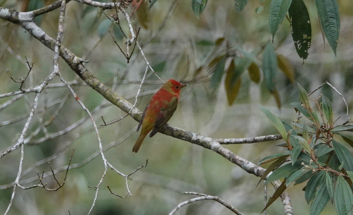 Summer Tanager - ML146154101