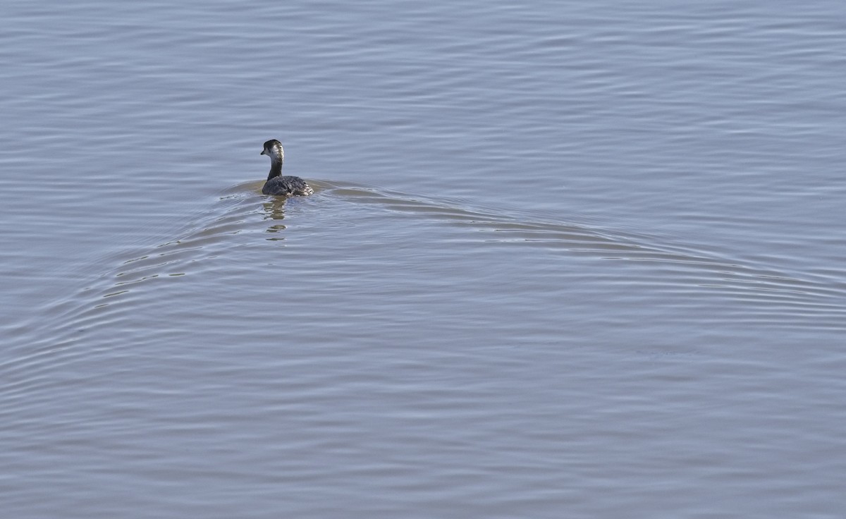 Horned Grebe - ML146154241