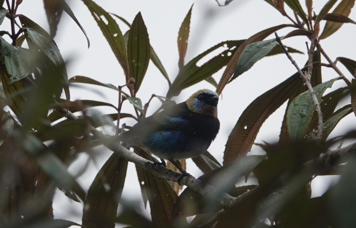 Golden-hooded Tanager - ML146154261