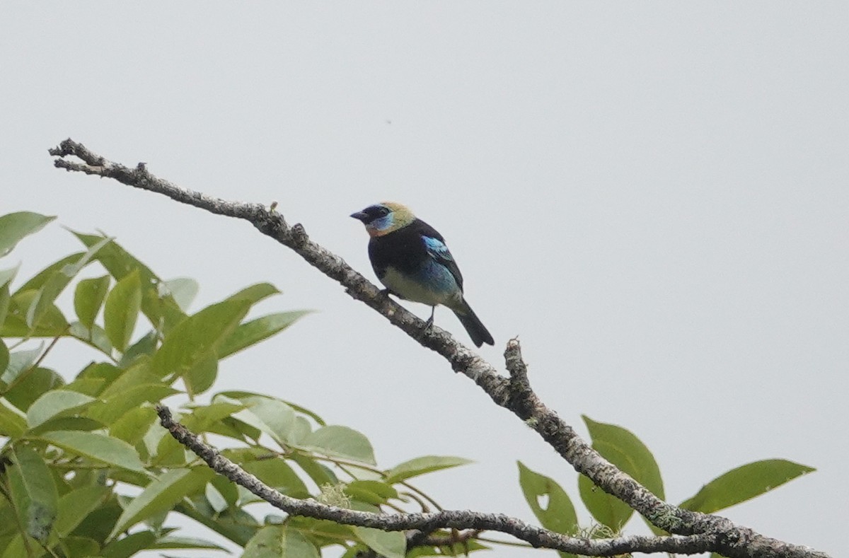 Golden-hooded Tanager - ML146154271