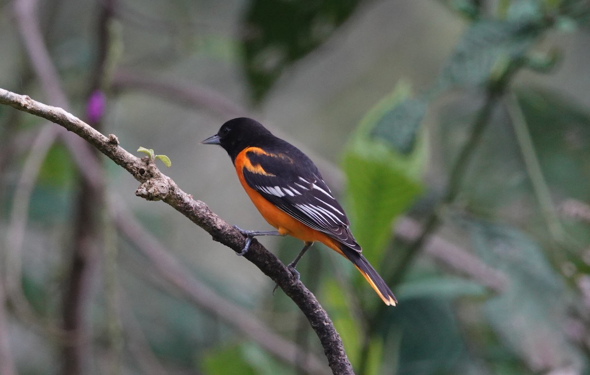 Baltimore Oriole - ML146154581