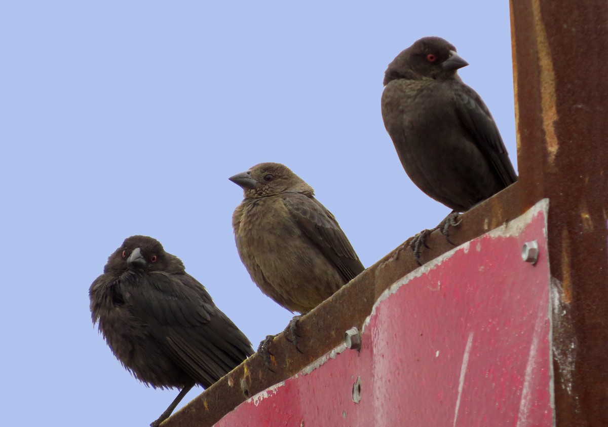 Bronzed Cowbird - ML146155051