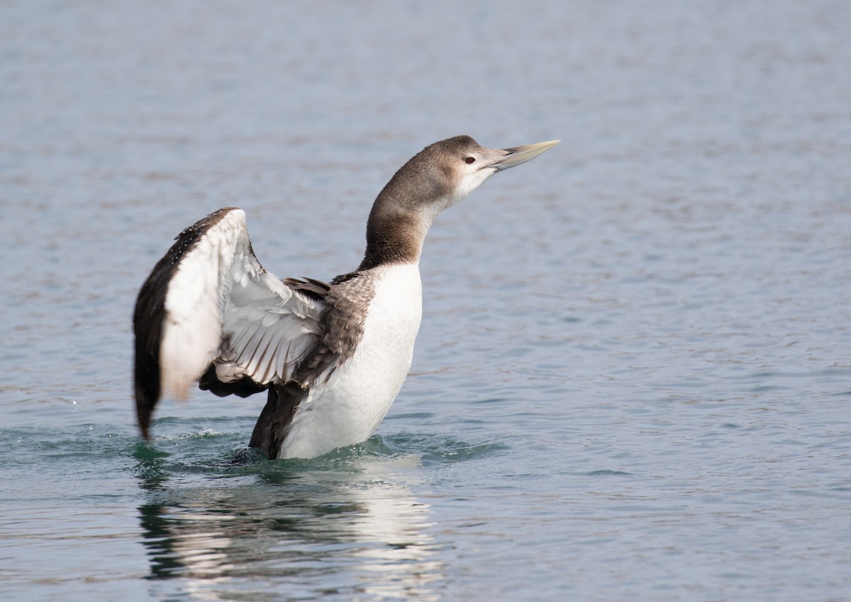 Yellow-billed Loon - Brian Bunting