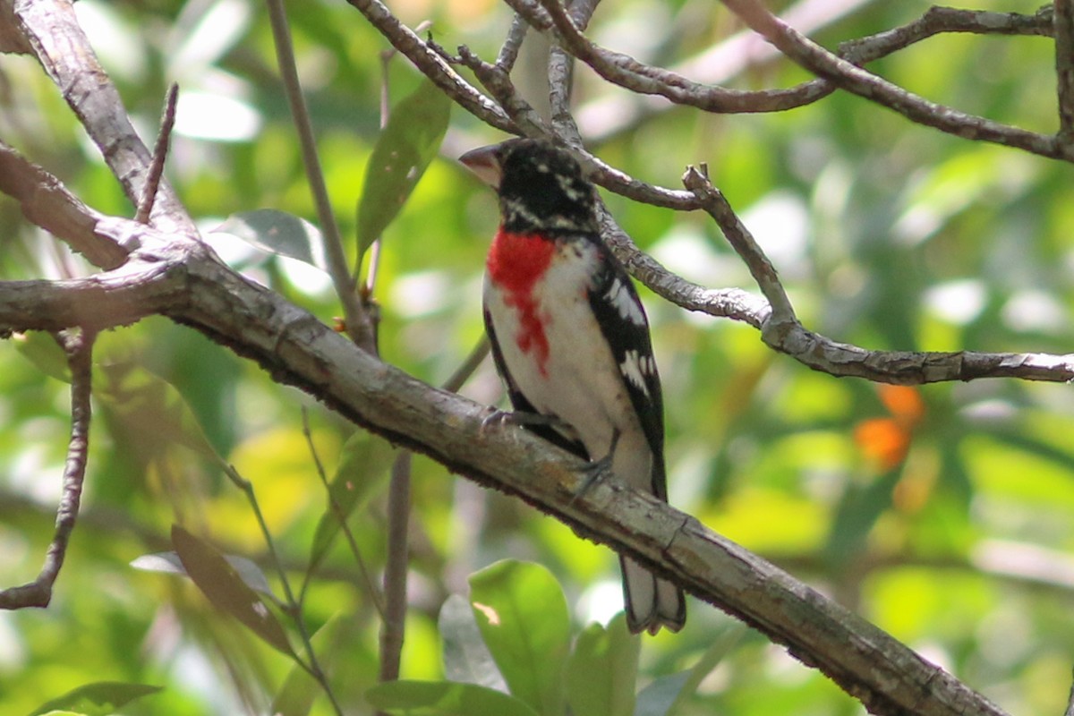 Rose-breasted Grosbeak - David Garrigues