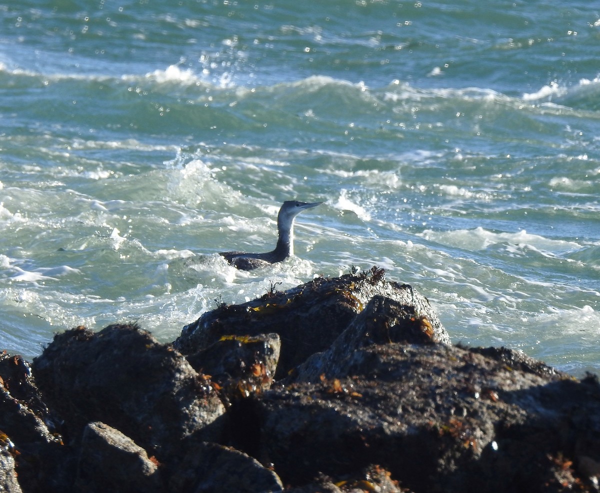 Red-throated Loon - ML146161641