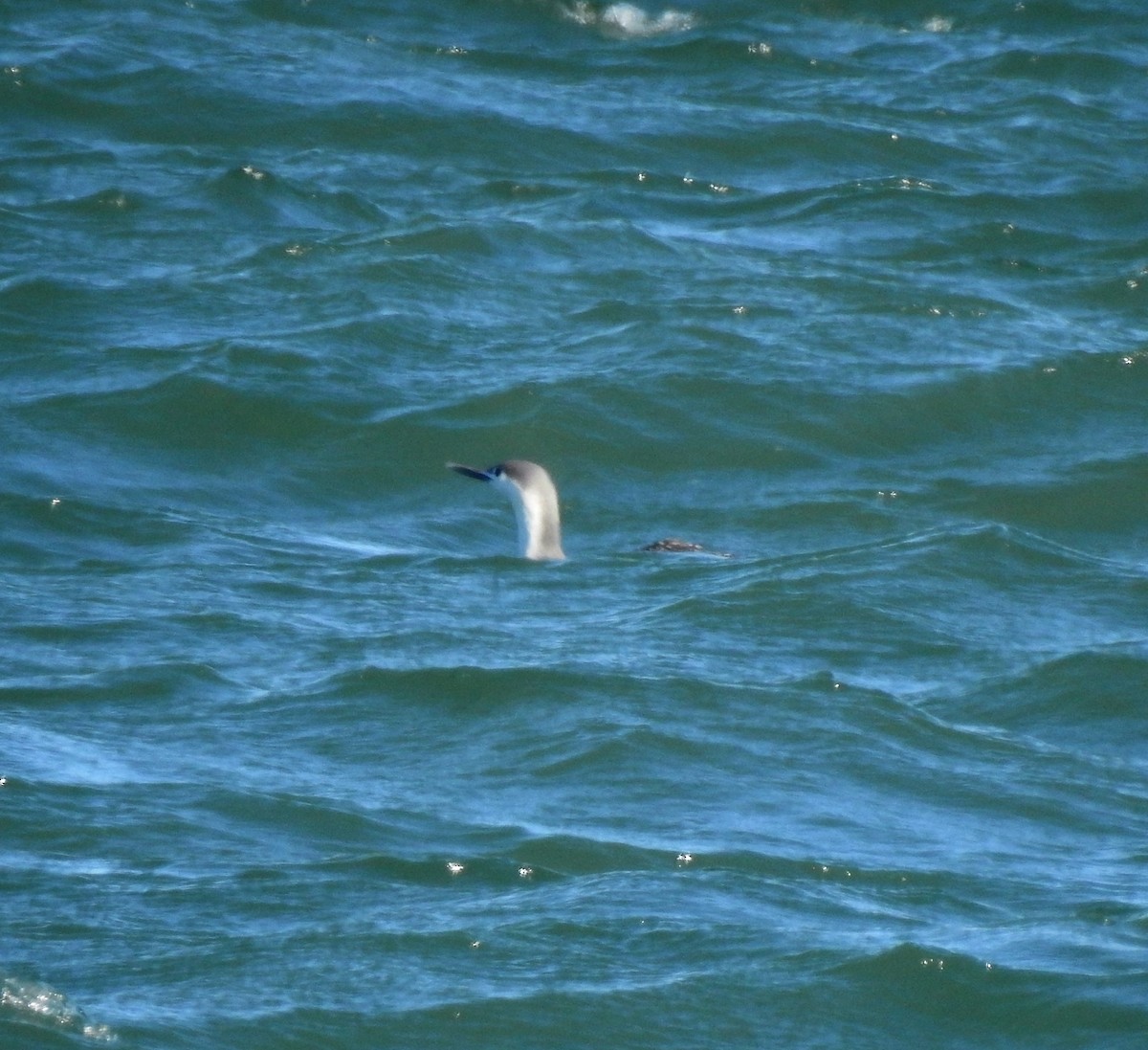 Red-throated Loon - ML146161661