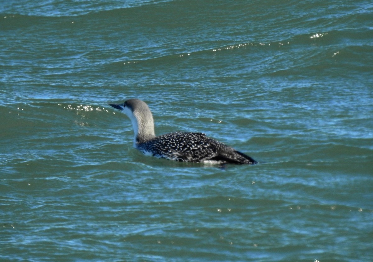 Red-throated Loon - ML146161721