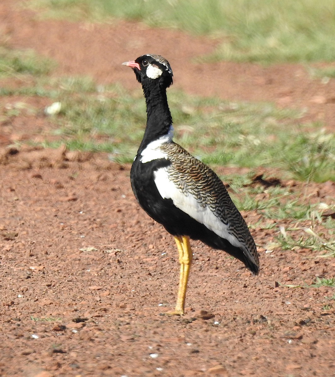 White-quilled Bustard - Niel Bruce