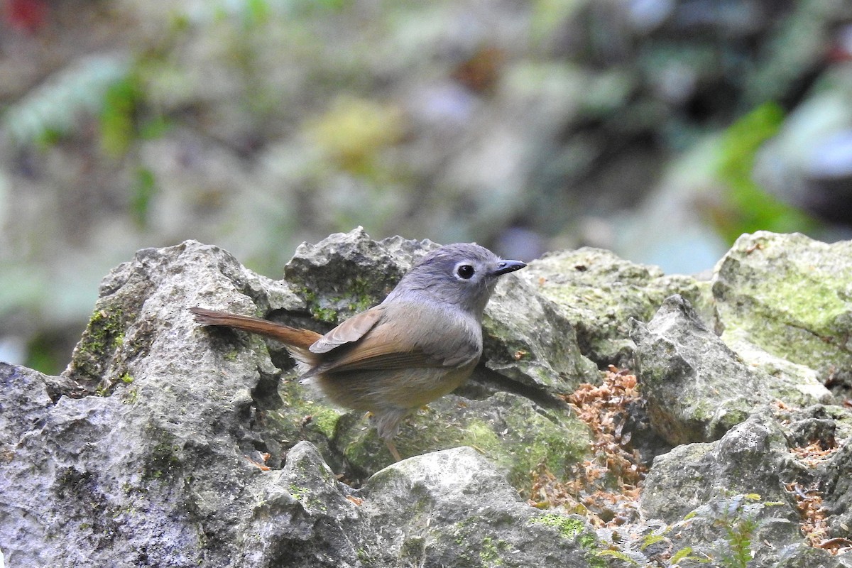 David's Fulvetta - ML146162221