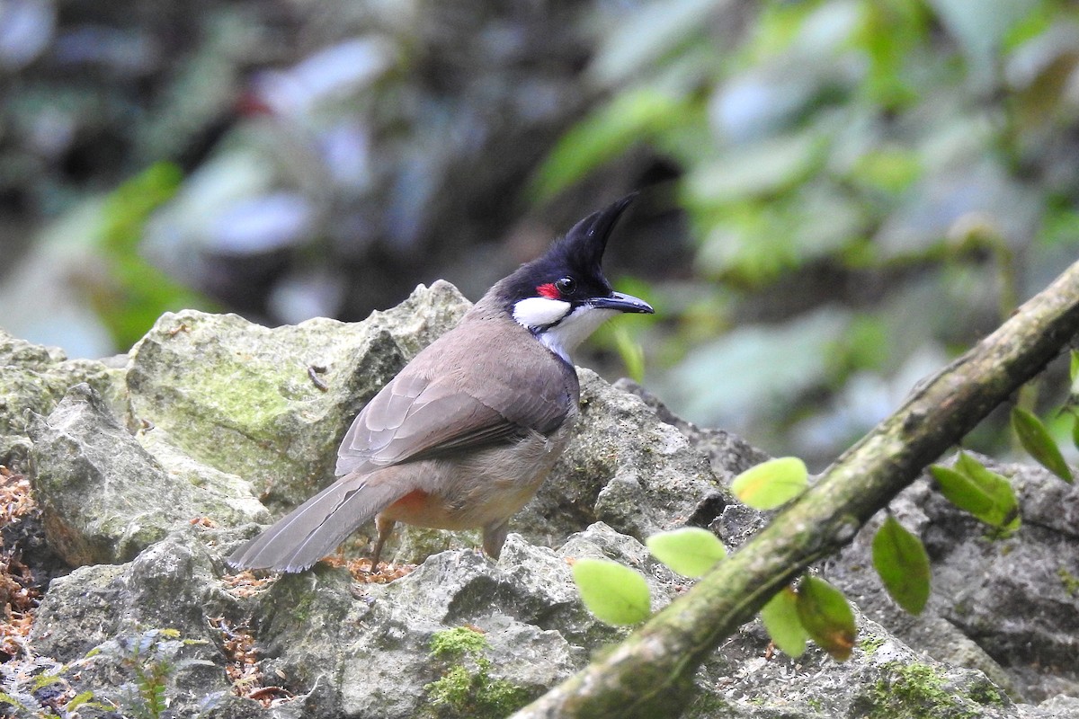 Red-whiskered Bulbul - ML146162371