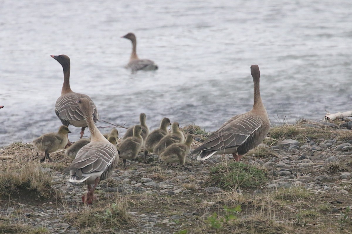 Pink-footed Goose - ML146163181