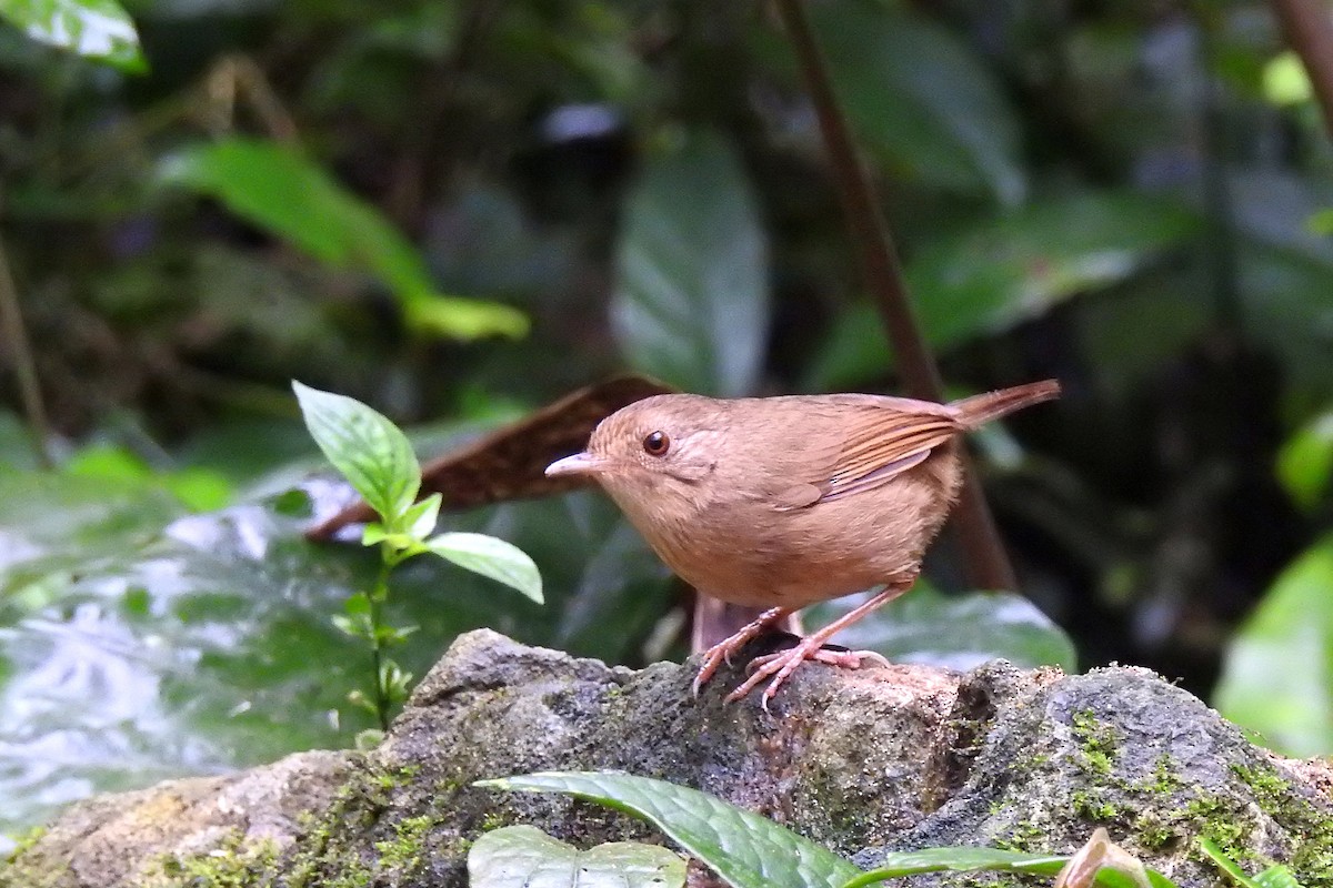 Buff-breasted Babbler - ML146163461