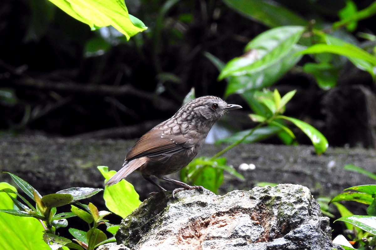 Streaked Wren-Babbler - ML146163601