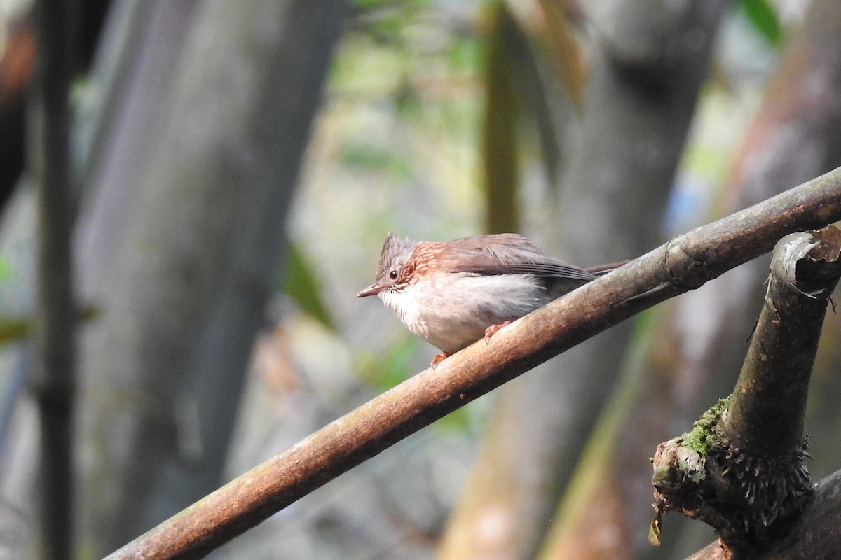 Yuhina à bandeau - ML146163691