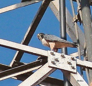 Peregrine Falcon (Shaheen) - ML146164271