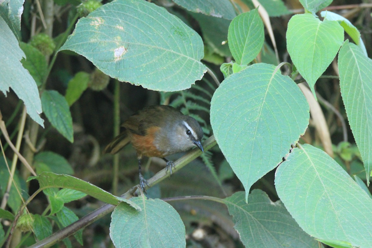 Palani Laughingthrush - ML146164811